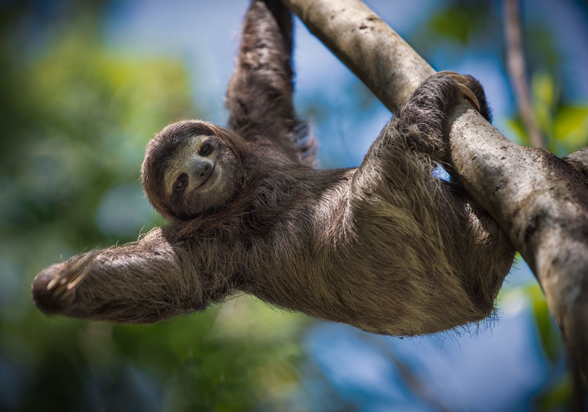Sloth Tour