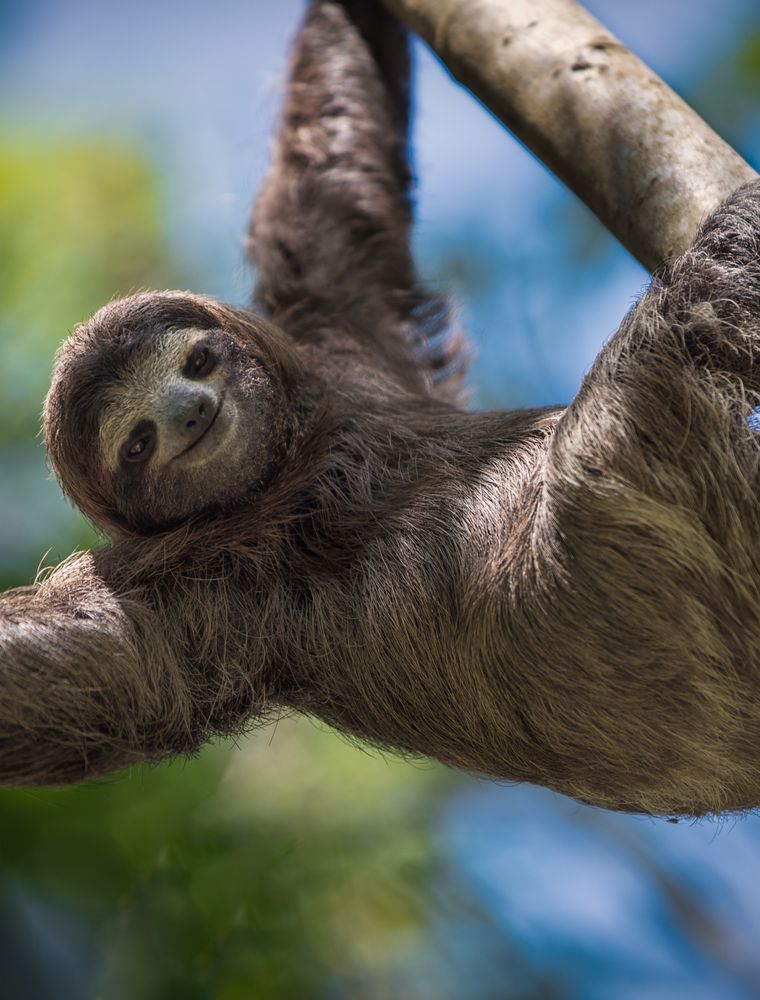 A sloth hanging from a branch in the rainforest near La Fortuna